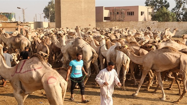 بعد واقعة تعذيب الجمال بسوق برقاش.. المصور: أول مرّة أشوف عنف بالشكل ده